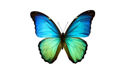 Fototapeta premium Vibrant blue and green butterfly with dark edges, isolated on white