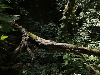 roots of a tree