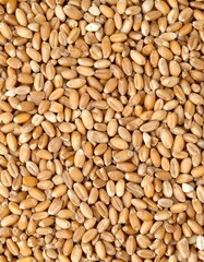 Fototapeta premium Wheat kernels close-up
