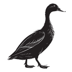 black india nrunner  Silhouette Vector, High Quality Illustration on White Background
