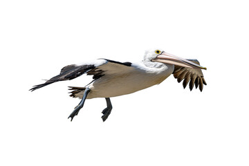 Australian Pelican in mid-flight with wide wings and long beak captured in sharp detail