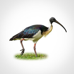 Colorful Straw-necked Ibis with iridescent wings and long curved bill standing on grass.