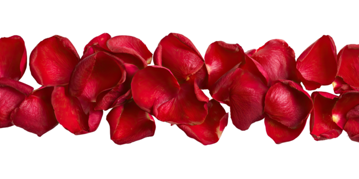 Red rose petals arranged in a horizontal row against a black background - Powered by Adobe