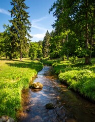 Serene forest stream