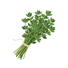 Obraz premium Fresh Green Basil Herbs Bundle on White Background for Cooking and Culinary Use