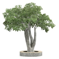 Majestic tree growing from a stone planter.