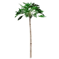 Tall tropical tree with lush green leaves