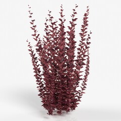 Elegant red plant against a white background