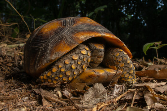 PHOTOGRAPH OF THE AMAZONIAN TURTLE (Chelonoidis denticulata), A VERY PECULIAR AND APPRECIATED REPTILE IN THE PERUVIAN AMAZON