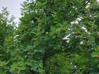Green leaves of a tree in the garden. Sorbus in summer.
