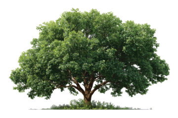 Full shot of a large, lush green tree.  Broad, dense canopy of leaves.  Dark brown, wide trunk.  Clear, simple background