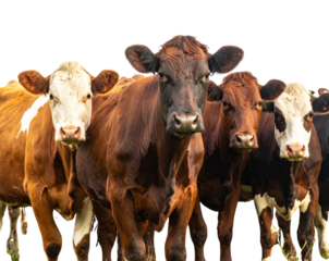 Herd of Dairy Cows on Farmland Transparent PNG