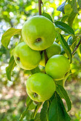 Yellow apples on a branch of an apple tree in the garden. Ripening natural apples