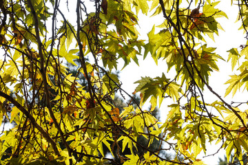 Autumn landscape. Autumn tree leaves sky background.
