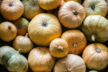 A lot of different natural pumpkins are collected in a pile. Harvest organic pumpkins on the farm