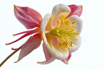 Closeup Columbine Flower Yellow Pink Aquilegia Bonnet Perennial Isolated on White Background