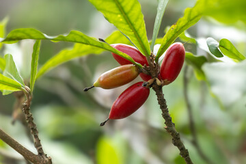 Miracle Fruit (Synsepalum dulcificum) plant, featuring a cluster of its distinctive berries, with...