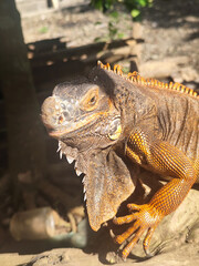 Orange iguana is sunbathing on a dry tree trunk, under the hot sun in the morning, natural blur background.