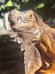 Orange iguana is sunbathing on a dry tree trunk, under the hot sun in the morning, natural blur background.