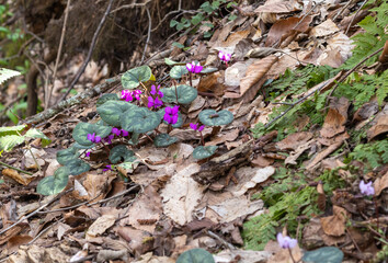 sunny day, flower glades in the middle of the forest, spring season, walks in the surroundings