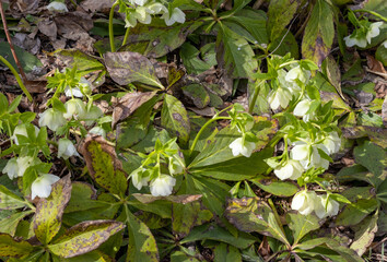 Obraz premium sunny day, flower glades in the middle of the forest, spring season, walks in the surroundings