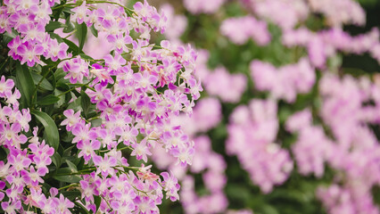 Pink orchid in the nature