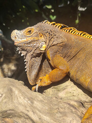 Orange iguana is sunbathing on a dry tree trunk, under the hot sun in the morning, natural blur background.