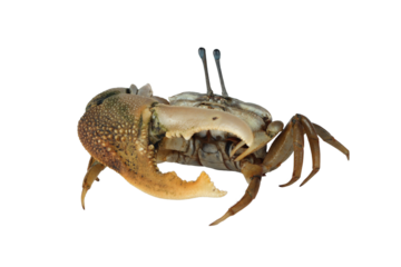 Fiddler crab closeup on isolated background, Comando crab "uca vocans" closeup, Yellow violin crab