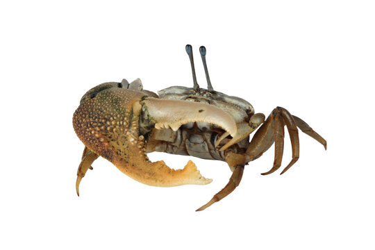Fiddler crab closeup on isolated background, Comando crab "uca vocans" closeup, Yellow violin crab - Powered by Adobe