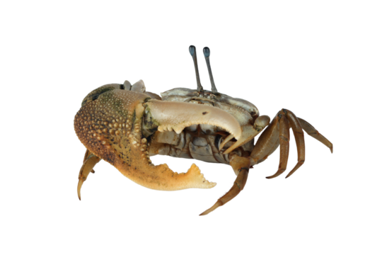 Fiddler crab closeup on isolated background, Comando crab "uca vocans" closeup, Yellow violin crab
