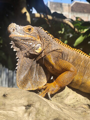 Orange iguana is sunbathing on a dry tree trunk, under the hot sun in the morning, natural blur background.