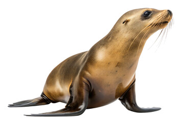 Obraz premium California Sea Lion Sitting Upright with Flippers Visible Isolated on White Background