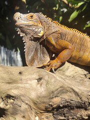 Orange iguana is sunbathing on a dry tree trunk, under the hot sun in the morning, natural blur background.