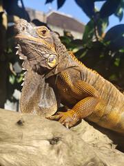 Orange iguana is sunbathing on a dry tree trunk, under the hot sun in the morning, natural blur background.