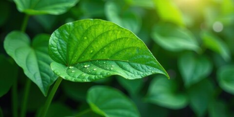 Vibrant Green Leaf with Morning Dew Drops, a Close-Up Macro Shot of Nature's Beauty