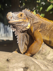 Orange iguana is sunbathing on a dry tree trunk, under the hot sun in the morning, natural blur background.
