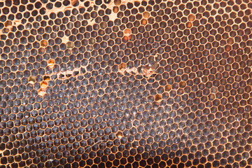 Natural honeycomb containing nectar is what humans want to make medicine, mix cosmetics and make sweets.