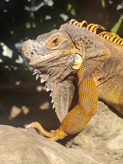 Orange iguana is sunbathing on a dry tree trunk, under the hot sun in the morning, natural blur background.