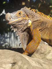 Orange iguana is sunbathing on a dry tree trunk, under the hot sun in the morning, natural blur background.