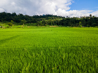 Aerial view of green paddy farmland in Nepal.