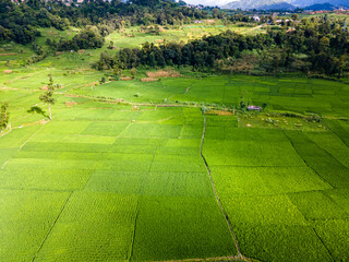 Aerial view of green paddy farmland in Nepal.
