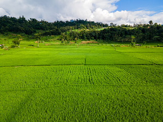 Aerial view of green paddy farmland in Nepal.