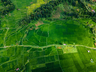 Aerial view of green paddy farmland in Nepal.