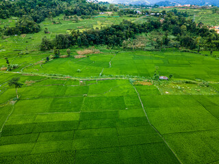 Aerial view of green paddy farmland in Nepal.