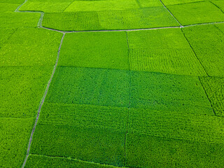Aerial view of green paddy farmland in Nepal.