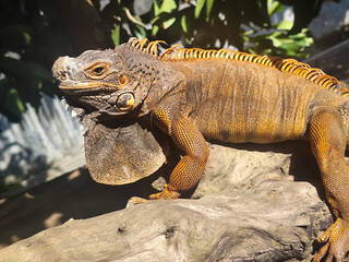 Orange iguana is sunbathing on a dry tree trunk, under the hot sun in the morning, natural blur background.