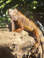 Orange iguana is sunbathing on a dry tree trunk, under the hot sun in the morning, natural blur background.
