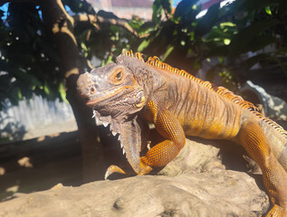Orange iguana is sunbathing on a dry tree trunk, under the hot sun in the morning, natural blur background.