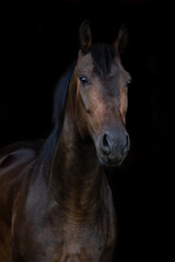 Obraz premium Bay Holsteiner warmblood horse in front of black background