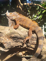 Orange iguana is sunbathing on a dry tree trunk, under the hot sun in the morning, natural blur background.